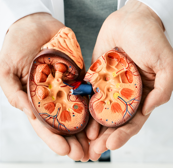 conditions-treated-kidney-transplant_0.png